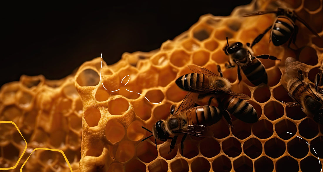 Supporting Local Beekeepers During Monsoon Season: Ensuring the Survival of Bees and Access to Truly Raw Honey