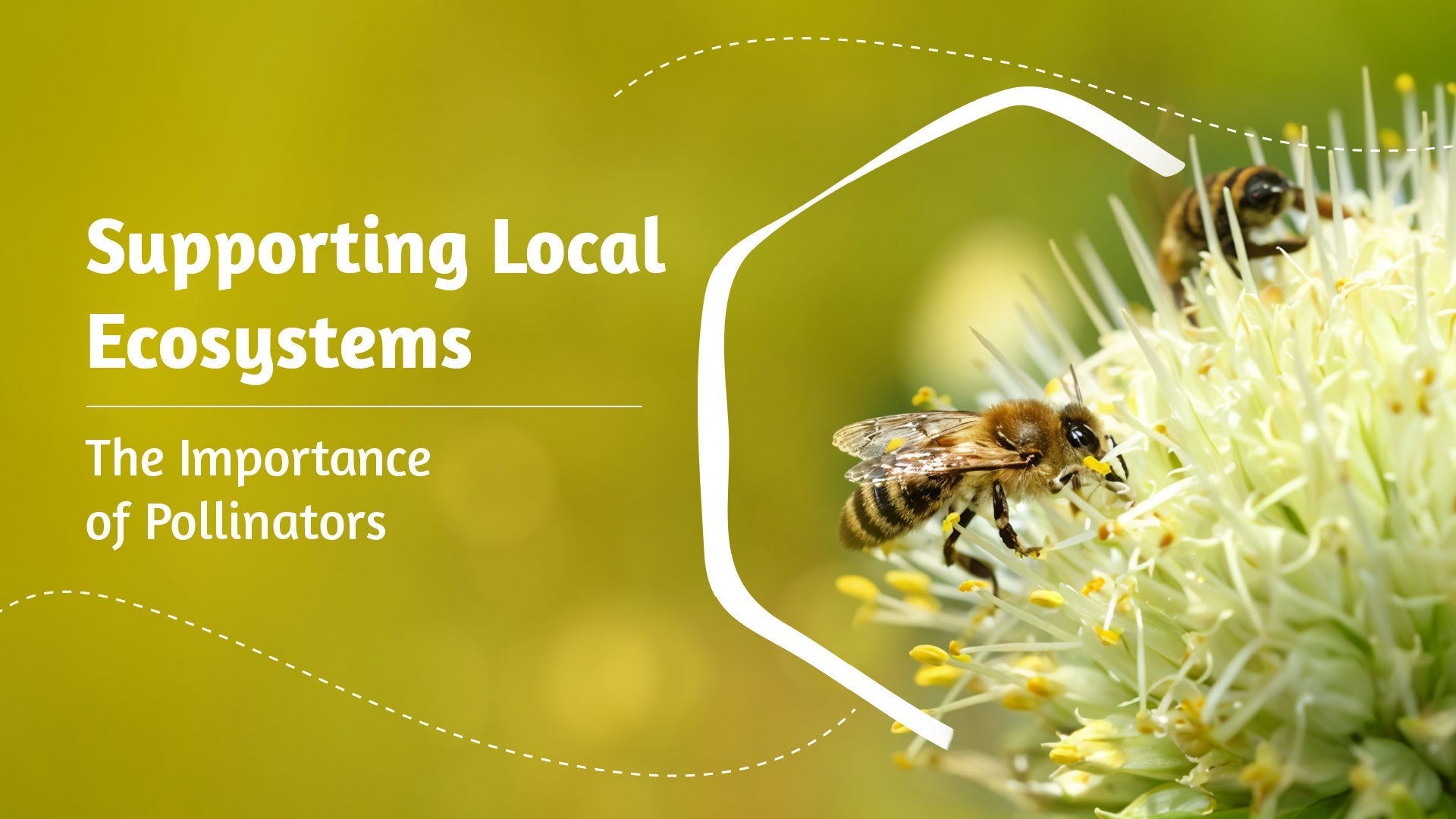 Supporting Local Ecosystems: Why Pollinators Matter More Than You Thin ...